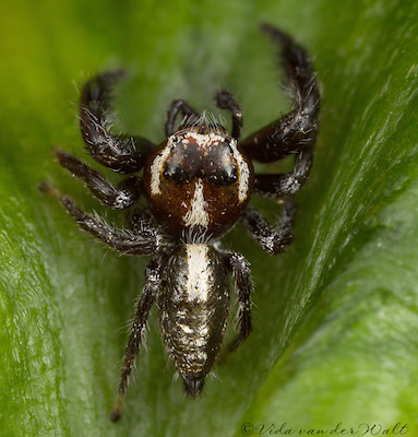 Thyene bucculenta