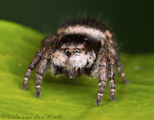 Baryphas ahenus