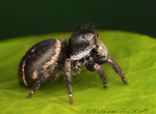 Baryphas ahenus