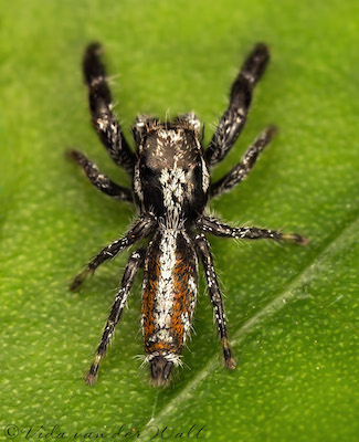 Thyene thyenioides