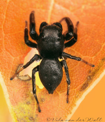 Heliophanus