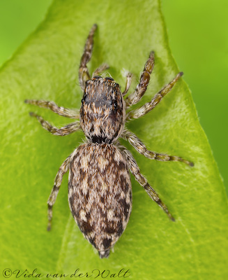 Pseudicius