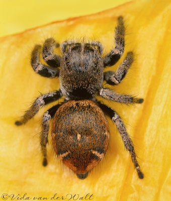 Baryphas ahenus