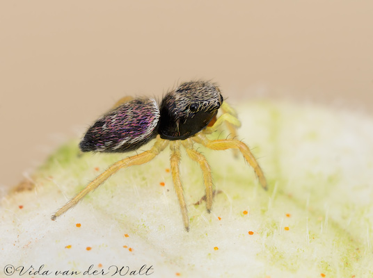 Heliophanus