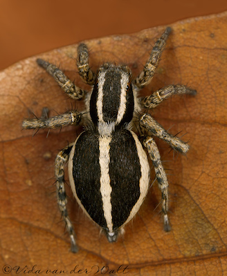 Myrmarachne ichneumon