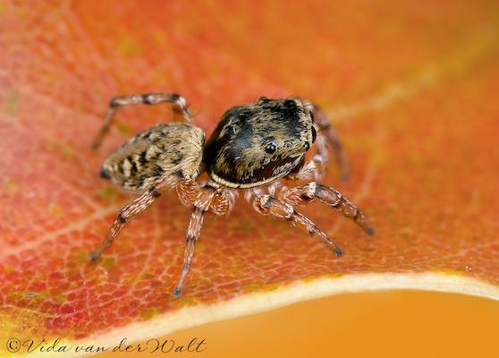 Heliophanus