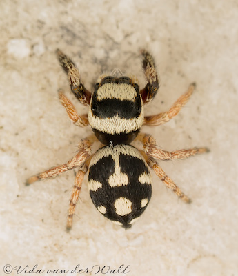 Pellenes tharinae