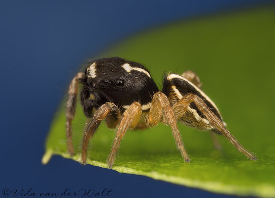 Heliophanus transvaalicus