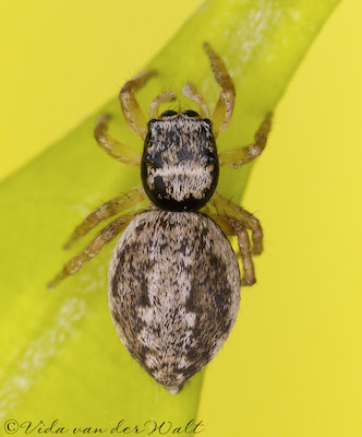 Heliophanus transvaalicus
