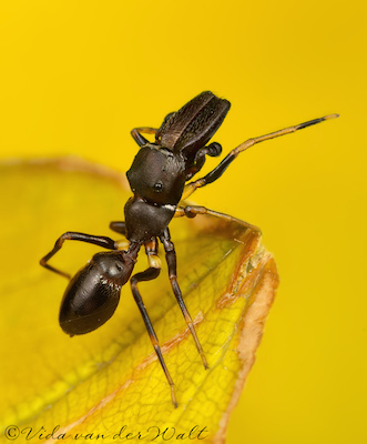 Myrmarachne ichneumon