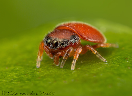 Parajotus obscurofemoratus