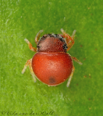 Parajotus obscurofemoratus