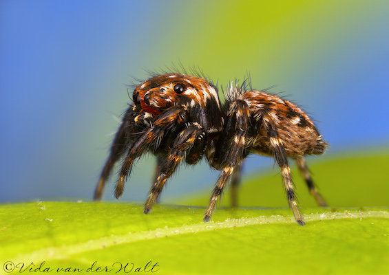 Evarcha prosimilis