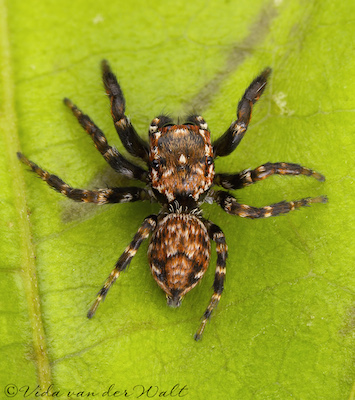 Evarcha prosimilis