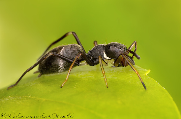 Myrmarachne ichneumon