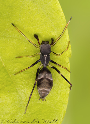 Myrmarachne ichneumon