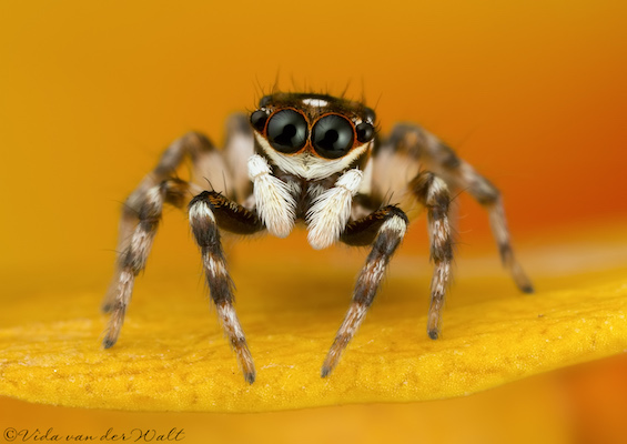 Parajotus obscurofemoratus
