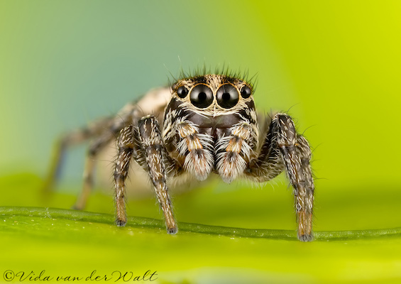 Heliophanus transvaalicus