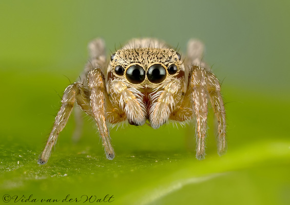 Heliophanus transvaalicus