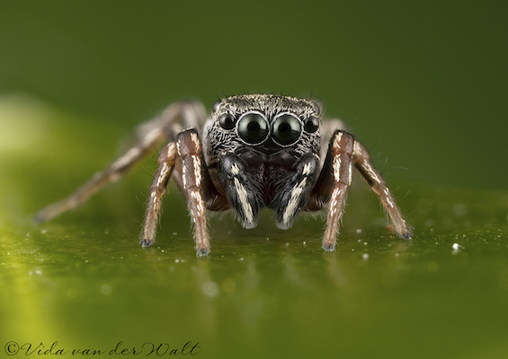 Heliophanus transvaalicus