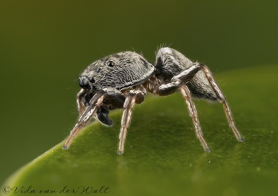 Heliophanus transvaalicus
