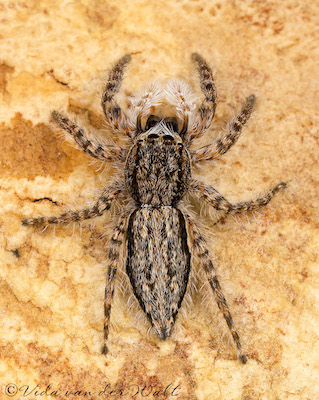 Menemerus natalis