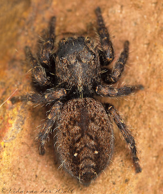 Nigorella hirsuta