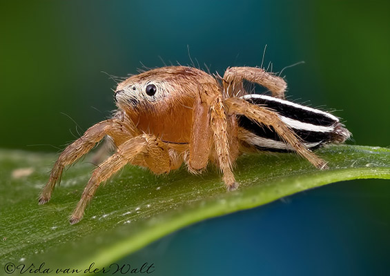 Evarcha vittula