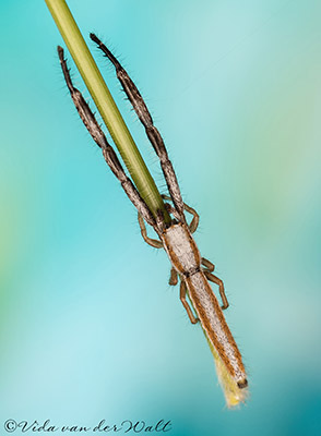 Festucula