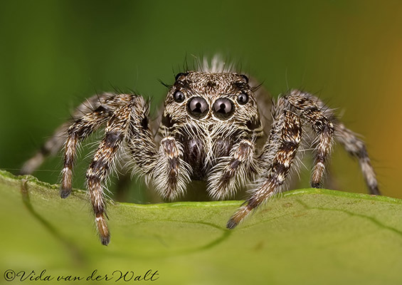 Menemerus natalis