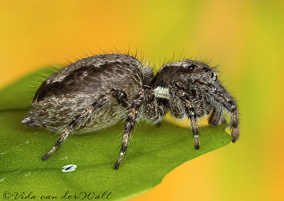 Menemerus natalis
