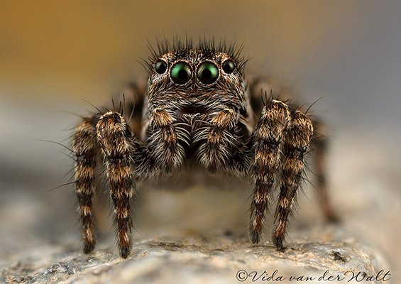Phlegra karoo