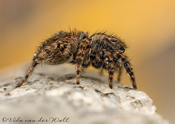 Phlegra karoo