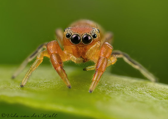 Afromarengo bimaculata