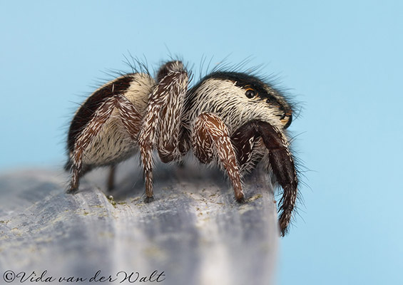 Pellenes tharinae