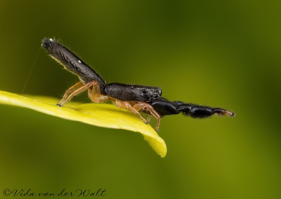 Thyene bucculenta