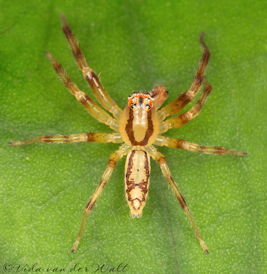 Asemonea amatola