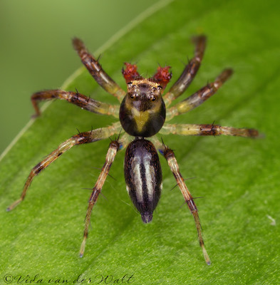 Asemonea clara