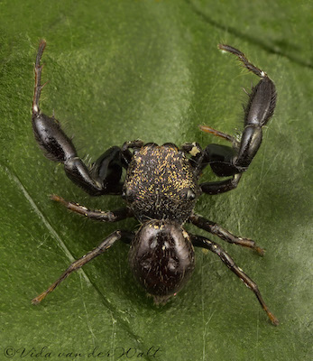 Harmochirus luculentis