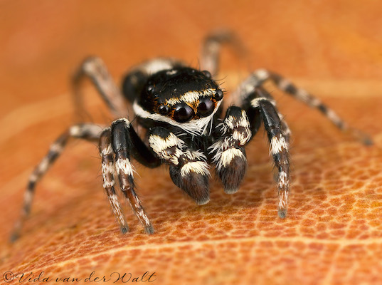 Menemerus natalis