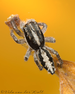 Pseudicius africanus