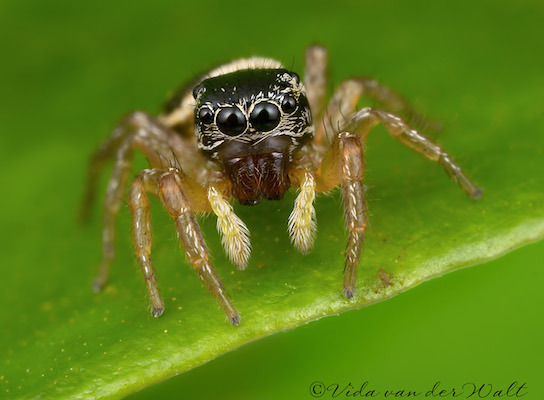 Heliophanus