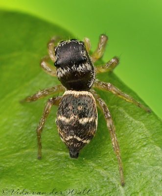 Heliophanus