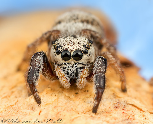 Pellenes bulawayoensis