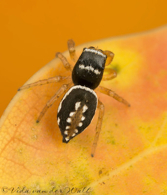 Heliophanus