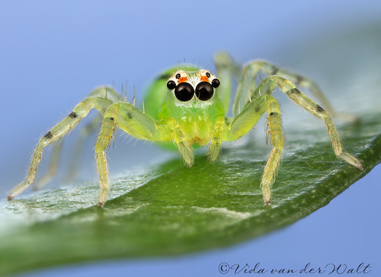 Asemonea