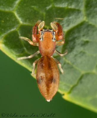 Afromarengo bimaculata