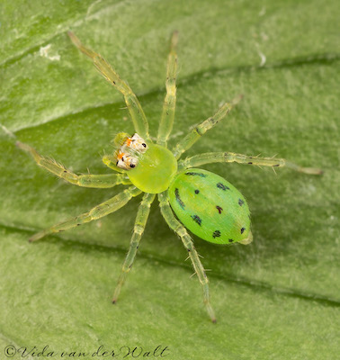 Asemonea