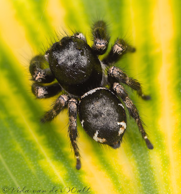 Baryphas ahenus