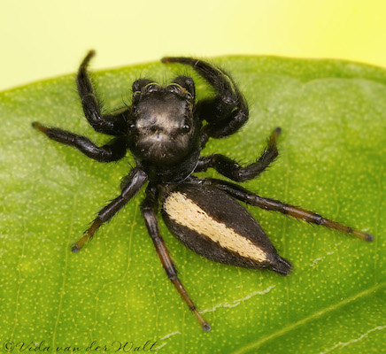 Brancus musticus